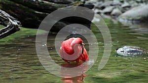 Scarlet ibis, Eudocimus ruber, bird of the Threskiornithidae family