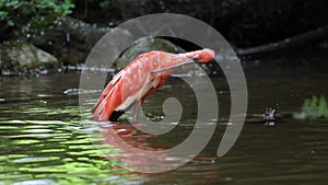 Scarlet ibis, Eudocimus ruber, bird of the Threskiornithidae family