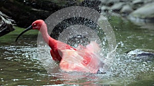 Scarlet ibis, Eudocimus ruber, bird of the Threskiornithidae family, admired by the reddish coloration of feathers