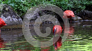 Scarlet ibis, Eudocimus ruber, bird of the Threskiornithidae family, admired by the reddish coloration of feathers