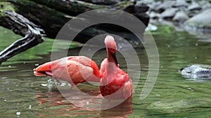 Scarlet ibis, Eudocimus ruber, bird of the Threskiornithidae family, admired by the reddish coloration of feathers