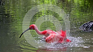 Scarlet ibis, Eudocimus ruber, bird of the Threskiornithidae family, admired by the reddish coloration of feathers