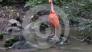 Scarlet ibis, Eudocimus ruber, bird of the Threskiornithidae family, admired by the reddish coloration of feathers