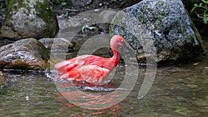 Scarlet ibis, Eudocimus ruber, bird of the Threskiornithidae family, admired by the reddish coloration of feathers