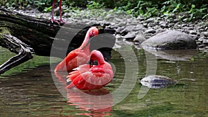 Scarlet ibis, Eudocimus ruber, bird of the Threskiornithidae family, admired by the reddish coloration of feathers