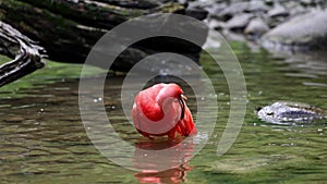 Scarlet ibis, Eudocimus ruber, bird of the Threskiornithidae family, admired by the reddish coloration of feathers