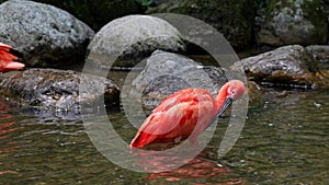 Scarlet ibis, Eudocimus ruber, bird of the Threskiornithidae family, admired by the reddish coloration of feathers