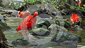 Scarlet ibis, Eudocimus ruber, bird of the Threskiornithidae family, admired by the reddish coloration of feathers