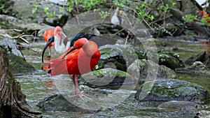 Scarlet ibis, Eudocimus ruber, bird of the Threskiornithidae family, admired by the reddish coloration of feathers