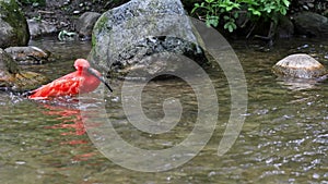 Scarlet ibis, Eudocimus ruber, bird of the Threskiornithidae family, admired by the reddish coloration of feathers