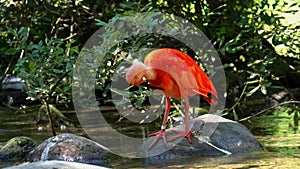 Scarlet ibis, Eudocimus ruber, bird of the Threskiornithidae family, admired by the reddish coloration of feathers,