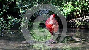 Scarlet ibis, Eudocimus ruber, bird of the Threskiornithidae family, admired by the reddish coloration of feathers