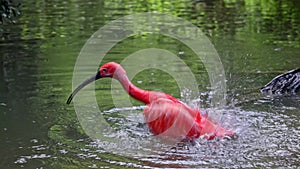 Scarlet ibis, Eudocimus ruber, bird of the Threskiornithidae family, admired by the reddish coloration of feathers