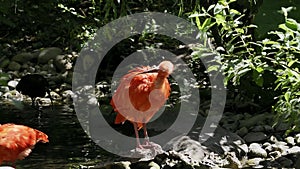 Scarlet ibis, Eudocimus ruber, bird of the Threskiornithidae family, admired by the reddish coloration of feathers