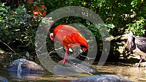 Scarlet ibis, Eudocimus ruber, bird of the Threskiornithidae family, admired by the reddish coloration of feathers