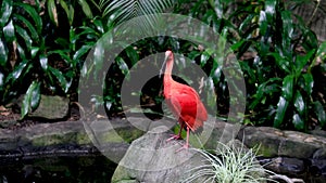 Scarlet ibis, Eudocimus ruber, bird of the Threskiornithidae family, admired by the reddish coloration of feathers, a