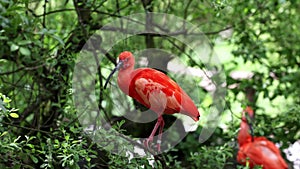 Scarlet ibis, Eudocimus ruber, bird of the Threskiornithidae family, admired by the reddish coloration of feathers