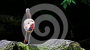 Scarlet ibis, Eudocimus ruber, bird of the Threskiornithidae family, admired by the reddish coloration of feathers