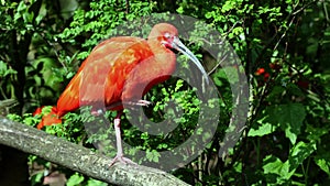 Scarlet ibis, Eudocimus ruber, bird of the Threskiornithidae family, admired by the reddish coloration of feathers