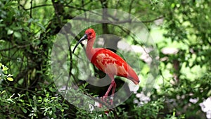 Scarlet ibis, Eudocimus ruber, bird of the Threskiornithidae family, admired by the reddish coloration of feathers