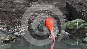 Scarlet ibis, Eudocimus ruber, bird of the Threskiornithidae family, admired by the reddish coloration of feathers