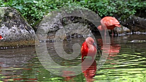 Scarlet ibis, Eudocimus ruber, bird of the Threskiornithidae family, admired by the reddish coloration of feathers