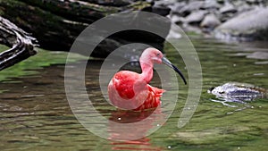 Scarlet ibis, Eudocimus ruber, bird of the Threskiornithidae family, admired by the reddish coloration of feathers