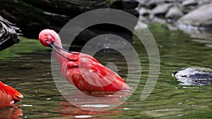 Scarlet ibis, Eudocimus ruber, bird of the Threskiornithidae family, admired by the reddish coloration of feathers, a consequence