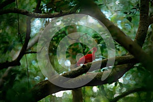 Scarlet Ibis, Eudocimus ruber, exotic bird in the nature forest habitat. Red bird sitting on the tree branch, beautiful evening su