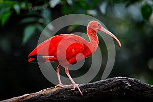 Scarlet Ibis, Eudocimus ruber, exotic bird in the nature forest habitat. Red bird sitting on the tree branch, beautiful evening