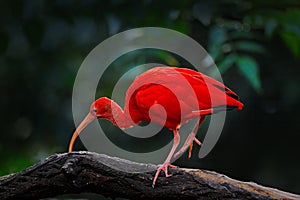 Scarlet Ibis, Eudocimus ruber, exotic bird in the nature habitat, bird sitting on tree branch with evening sun light, during sunse