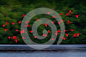 Scarlet Ibis, Eudocimus ruber, exotic red bird, nature habitat, bird colony flying on above the river, Caroni Swamp, Trinidad and