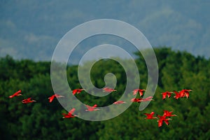 Scarlet Ibis, Eudocimus ruber, exotic red bird, nature habitat, bird colony flying above the tree forerst, Caroni Swamp, Trinidad