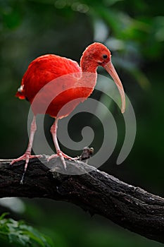 Scarlet Ibis, Eudocimus ruber, exotic red bird, nature habitat, bird sitting on tree branch with evening sun light, during sunset,