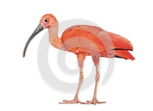 Scarlet ibis, Eudocimus ruber, Isolated on white