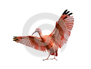 scarlet ibis (eudocimus ruber) isolated on white background