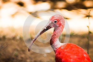 Scarlet Ibis 5-5 photo
