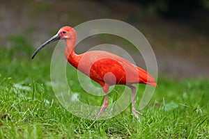 The scarlet ibis Eudocimus ruber looking for food in green grass. Red ibis in green background