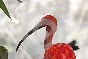 Scarlet ibis Eudocimus ruber