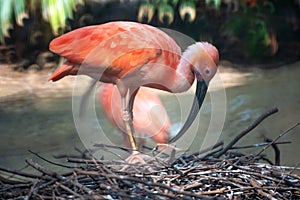 Scarlet Ibis or Eudocimus ruber red bird of the Threskiornithidae family