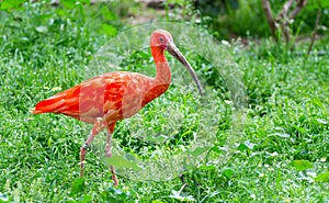 Scarlet ibis (Eudocimus ruber), South American bird