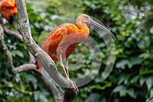 Scarlet ibis (Eudocimus ruber) is a species of ibis in the bird family Threskiornithidae.