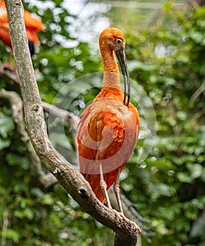 Scarlet ibis (Eudocimus ruber) is a species of ibis in the bird family Threskiornithidae.