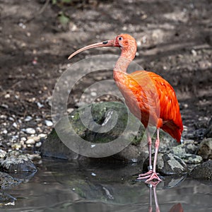 The Scarlet ibis, Eudocimus ruber is a species of ibis in the bird family Threskiornithidae