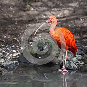 The Scarlet ibis, Eudocimus ruber is a species of ibis in the bird family Threskiornithidae