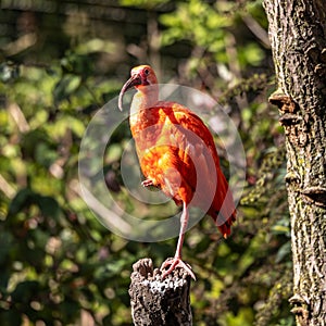 The Scarlet ibis, Eudocimus ruber is a species of ibis in the bird family Threskiornithidae