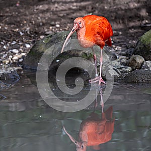 The Scarlet ibis, Eudocimus ruber is a species of ibis in the bird family Threskiornithidae