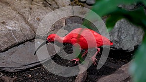 The scarlet ibis Eudocimus ruber is a species of ibis in the bird family Threskiornithidae. It inhabits tropical South