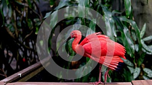 The scarlet ibis Eudocimus ruber is a species of ibis in the bird family Threskiornithidae. It inhabits tropical South