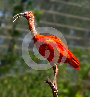 Scarlet ibis Eudocimus ruber is a species of ibis in the bird family Threskiornithidae. It inhabits tropical South America and